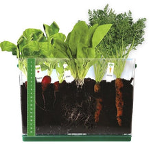 Charger l'image dans la galerie, Kids Vegetable Grow Kit Childrens See Through Garden Grow Box Plant Science Set
