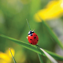 Ladda upp bild till gallerivisning, Bug World Worm Farm Grow Make Your Own Garden Childrens Kids Science Toy Gift
