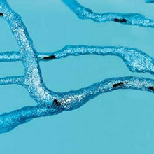 Ladda upp bild till gallerivisning, Ant Farm Kids Build Your Own Ant Maze Ant Colony Science Experiment
