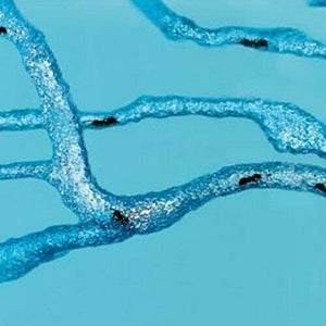 Ant Farm Kids Build Your Own Ant Maze Ant Colony Science Experiment